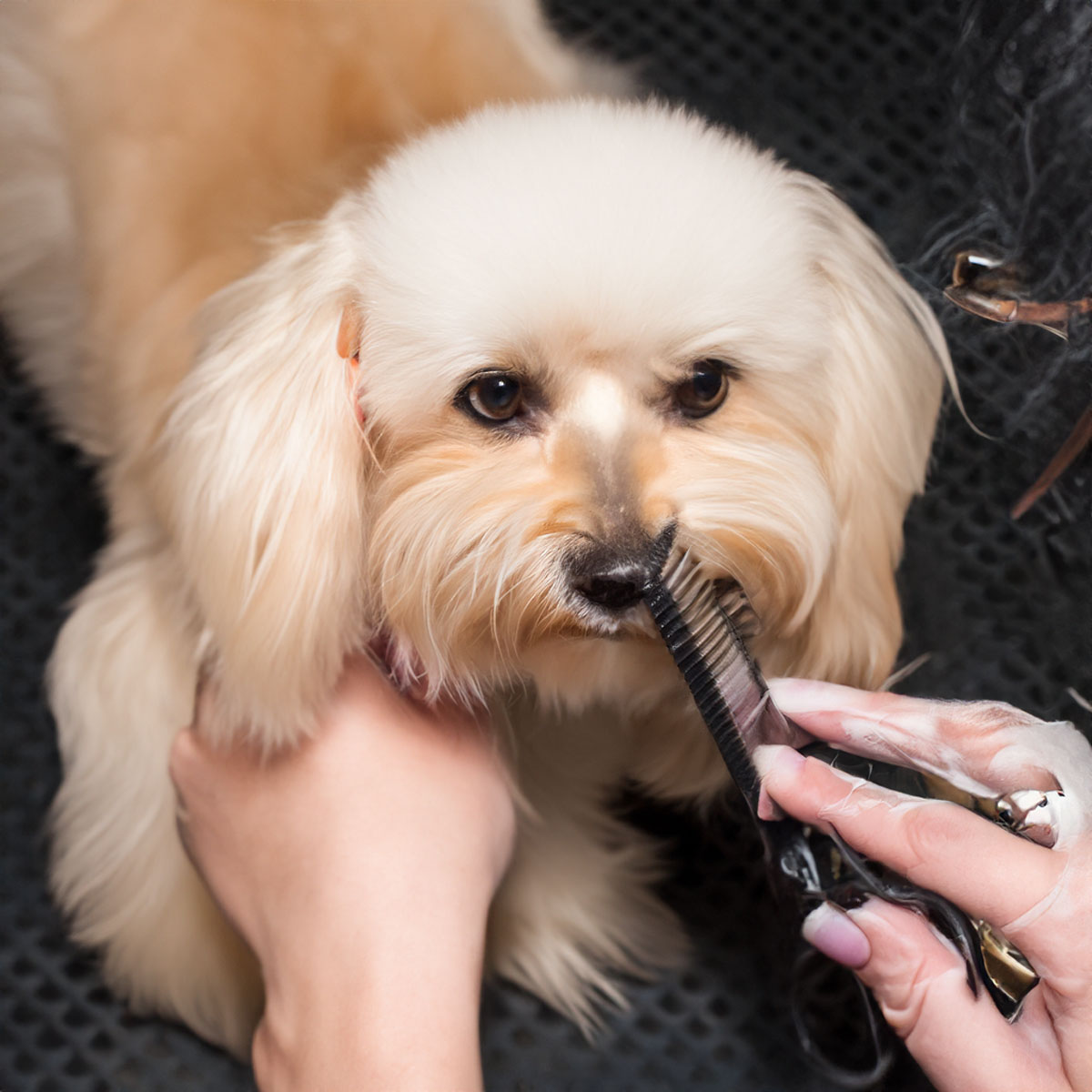 dog grooming photograph